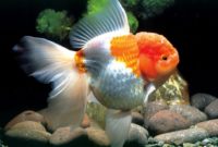 ikan mas koki oranda