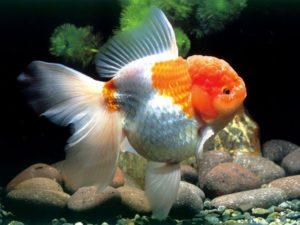 ikan mas koki oranda