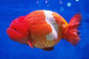 ikan mas koki ranchu