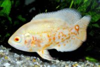 ikan oscar