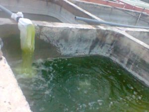 kultur chlorella