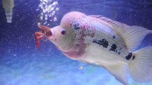 pakan alami ikan louhan