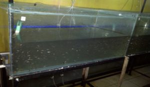 persiapan wadah ikan patin
