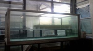 wadah pemeliharaan larva ikan gurame