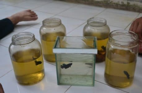 Cara Melatih Mental Ikan Cupang Aduan Supaya Ganas
