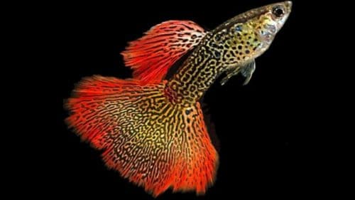Ikan Guppy Cobra