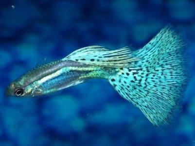 Ikan Guppy Grass