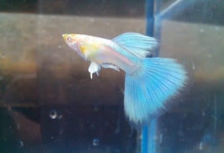 Ikan Guppy Japan Blue