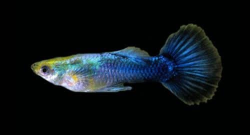 Ikan Guppy Leopard