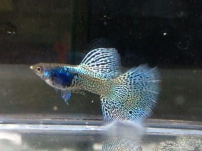 Ikan Guppy Metalik