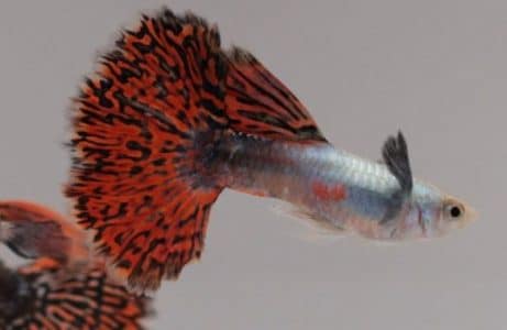 Ikan Guppy Mozaic