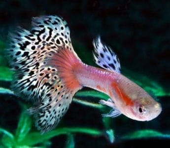 Ikan Guppy Pink White