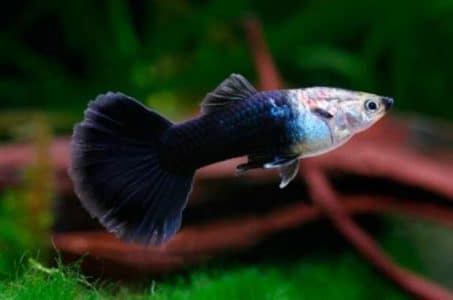 Ikan Guppy Tuxedo