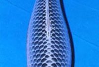 Ikan Koi asagi
