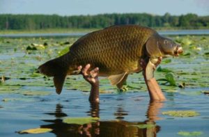 Ikan mas Jenis Jenis Ikan Konsumsi air tawar Dan Gambarnya