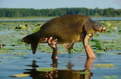 Tips Memilih Lokasi untuk Memancing Ikan Mas