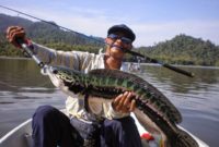 Umpan Jitu Teknik Memancing Ikan Gabus Liar dan Besar diSungai Agar Cepat Strikeee!!!