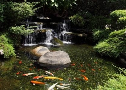 cara merawat ikan koidi kolam untuk pemula