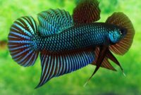 ikan cupang aduan