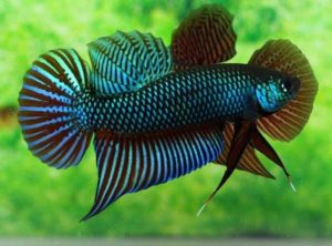 ikan cupang aduan