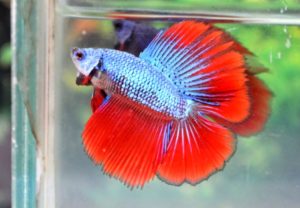 ikan cupang double tail