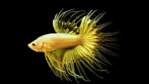 ikan cupang serit
