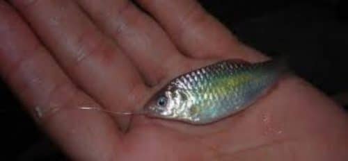 umpan ikan kecil