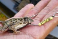 umpan katak kecil atau kodok kecil