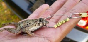 umpan katak kecil atau kodok kecil