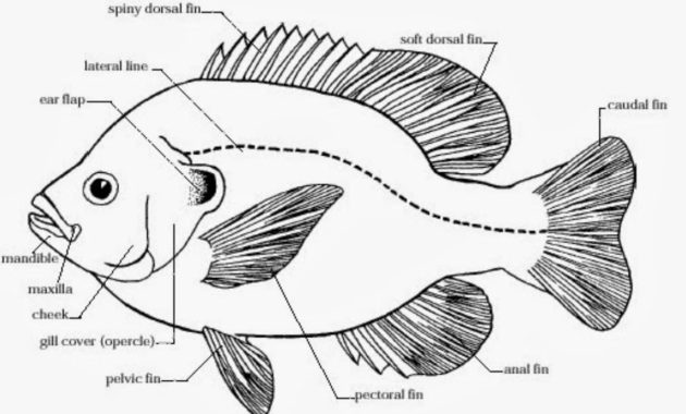 gambar pengertian ikan