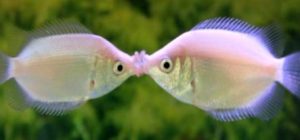 ikan biawan Jenis Jenis Ikan Konsumsi air tawar Dan Gambarnya