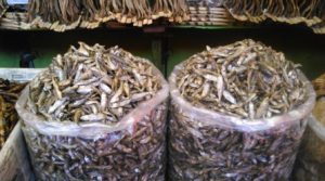 ikan bilih atau ikan bilis Jenis Jenis Ikan Konsumsi air tawar Dan Gambarnya