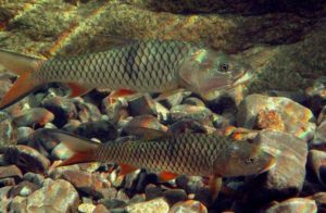 ikan hampala Jenis Jenis Ikan Konsumsi air tawar Dan Gambarnya