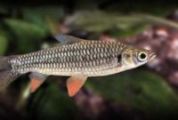 ikan jelawat Jenis Jenis Ikan Konsumsi air tawar Dan Gambarnya
