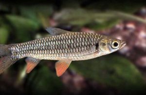ikan jelawat Jenis Jenis Ikan Konsumsi air tawar Dan Gambarnya