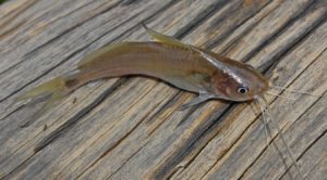 ikan lundu atau ikan keting Jenis Jenis Ikan Konsumsi air tawar Dan Gambarnya