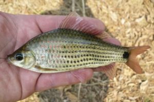 ikan nilem Jenis Jenis Ikan Konsumsi air tawar Dan Gambarnya