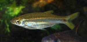 ikan seluang Jenis Jenis Ikan Konsumsi air tawar Dan Gambarnya