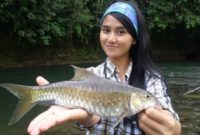 ikan semah atau ikan Tambera Jenis Jenis Ikan Konsumsi air tawar Dan Gambarnya