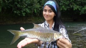 ikan semah atau ikan Tambera Jenis Jenis Ikan Konsumsi air tawar Dan Gambarnya