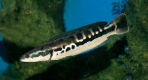 ikan toman Jenis Jenis Ikan Konsumsi air tawar Dan Gambarnya