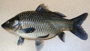 ikan tombro Jenis Jenis Ikan Konsumsi air tawar Dan Gambarnya