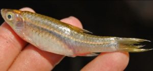 ikan wader Jenis Jenis Ikan Konsumsi air tawar Dan Gambarnya