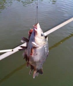 gambar 3 resep cara membuat umpan jitu ikan mas harian tanpa kroto terbaik