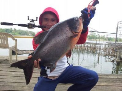 gambar cara membuat umpan paling jitu memancing ikan bawal air tawar di empang harian terbaru gambar cara membuat umpan paling jitu memancing ikan bawal air tawar di empang harian terbaru