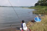 gambar umpan jitu mancing ikan patin liar di kolam sungai