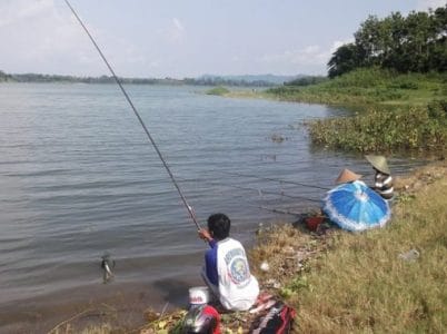 gambar umpan jitu mancing ikan patin liar di kolam sungai