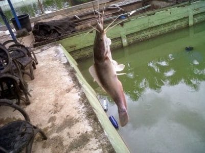 Gambar (Terbaru) 18 Resep Umpan Jitu Galatama Ikan Lele Babon Terbaik