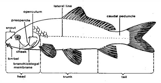 Pengertian Morfologi ikan