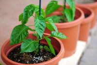 Cara Menyemai Bibit Cabe di Polybag Agar Cepat Tumbuh